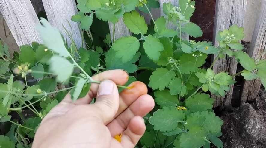 celidonia de jugo de hierbas para eliminar papilomas